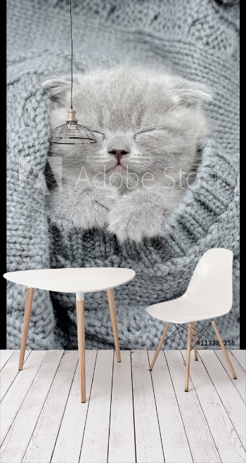Picture of Gray kitten sleep in gray clouth